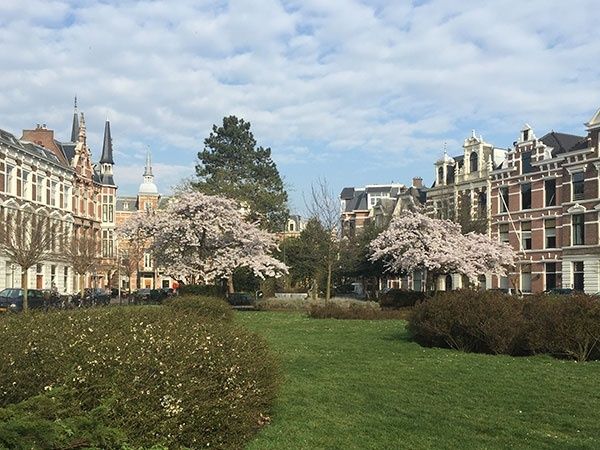 Groen Sweelinckplein met bloeiende bomen en historische gevels