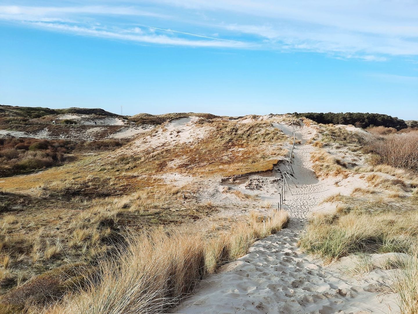 Zandpad door met helmgras begroeide duinen van Meijendel